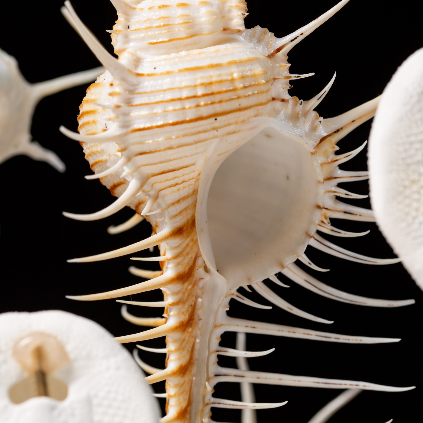 Murex Pecten sous cloche